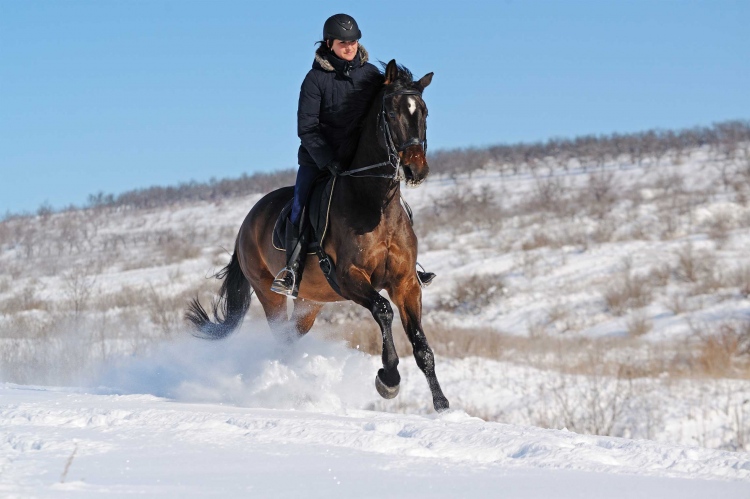 Bansko: Horse riding experience